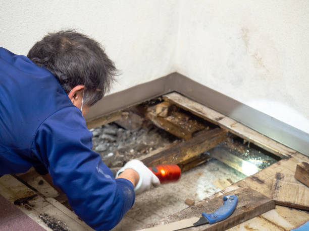 Best Professional Mold Removal  in Lmdale, PA