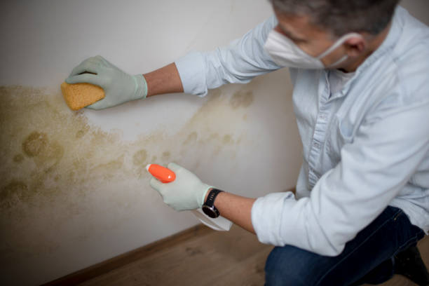 Best Certified Mold Removal  in Lmdale, PA