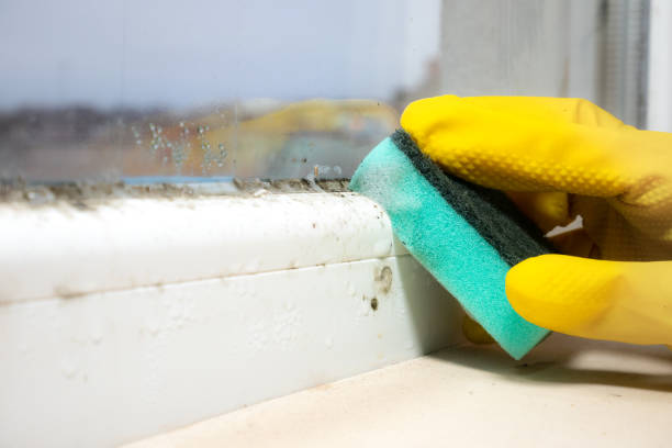 Best Black Mold Removal  in Lmdale, PA