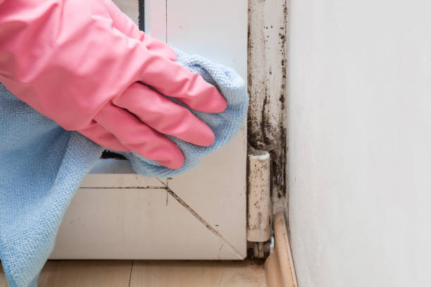Reliable Palmdale, PA Mold Removal Solutions