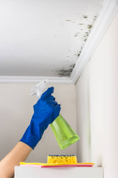 Best Attic Mold Removal  in Lmdale, PA