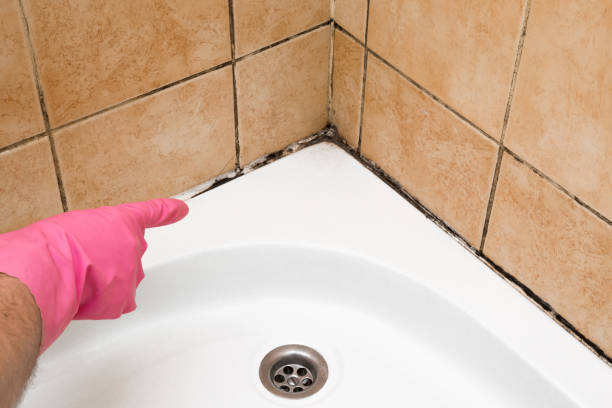 Attic Mold Removal in Palmdale, PA