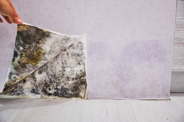 Best Fast Mold Removal  in Lmdale, PA